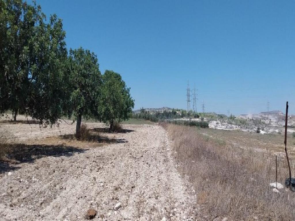 Field - Aradippou, Larnaca