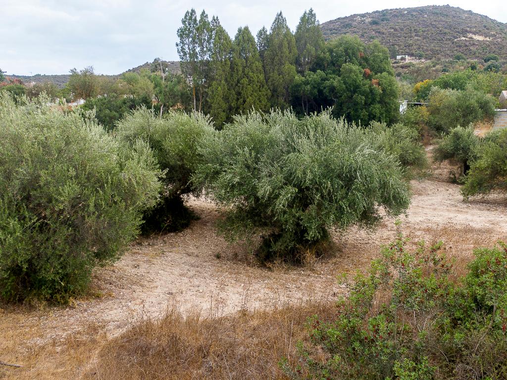 Xωράφι - Παραμύθα, Λεμεσός