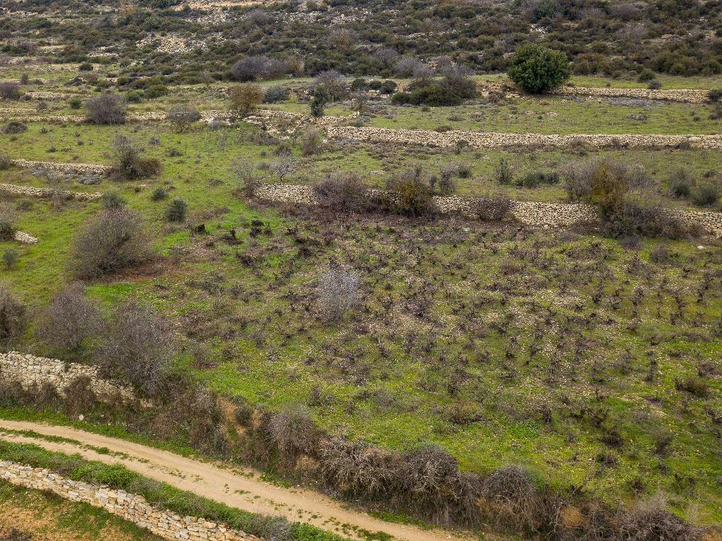 Field-Pachna-PR12419