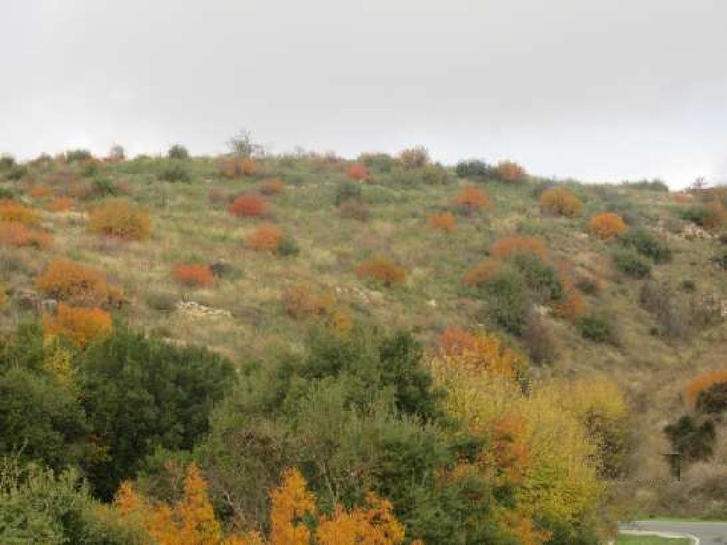 Field-Arminou-PR35188