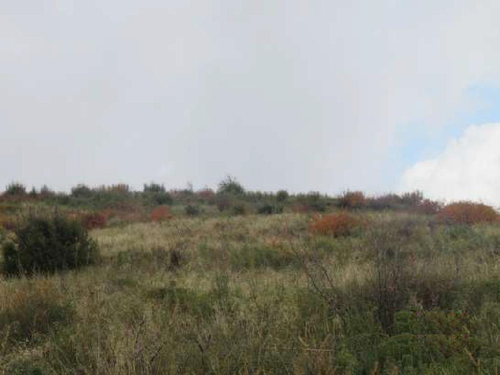 Field-Arminou-PR35188
