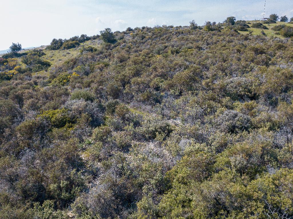 Field (Share)  - Ora, Larnaca