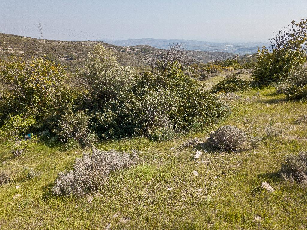 Field (Share)  - Ora, Larnaca