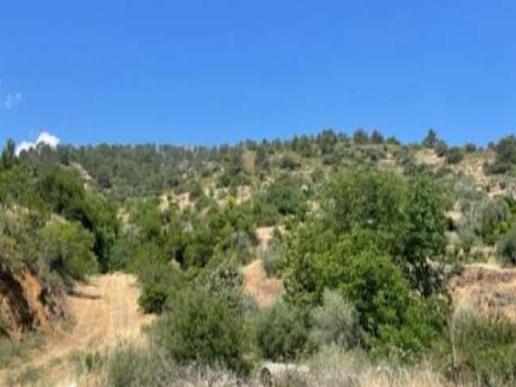 Field-Palaichori Morfou-PR39544