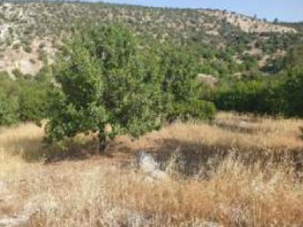 Field - Peristerona, Paphos
