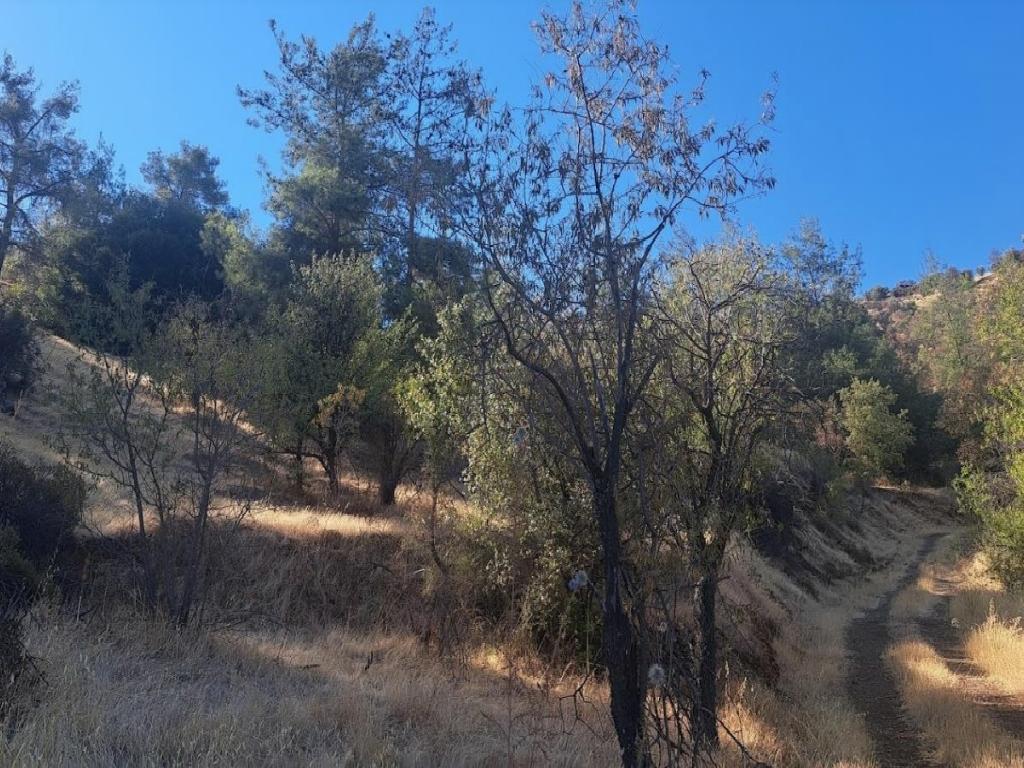 Field-Agios Georgios (Kafkallou)-PR42040