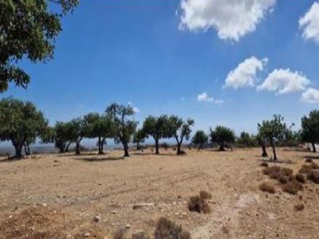 Field-Pano Kivides-PR42465