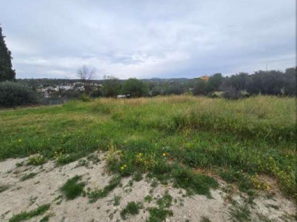 Field-Paramytha-PR44237