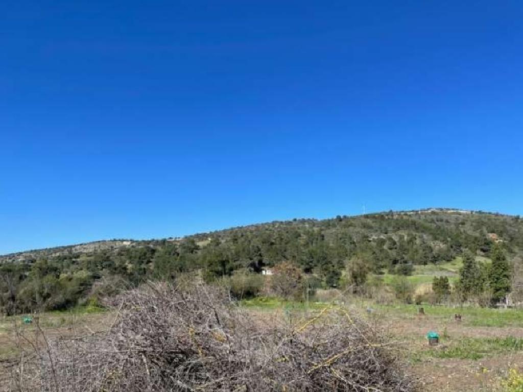 Field-Peristerona-PR35889