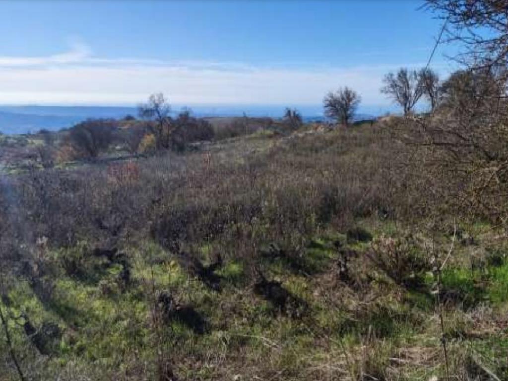 Field-Statos - Agios Fotios-PR40456