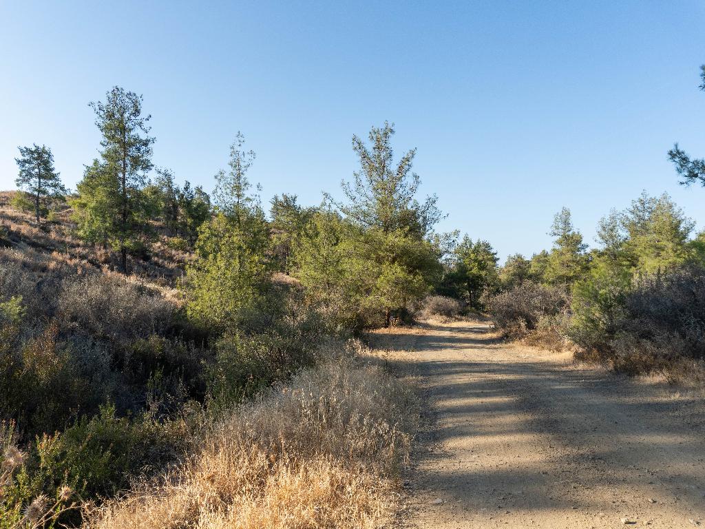 Field-Agios Epifanios (Soleas)-PR40902