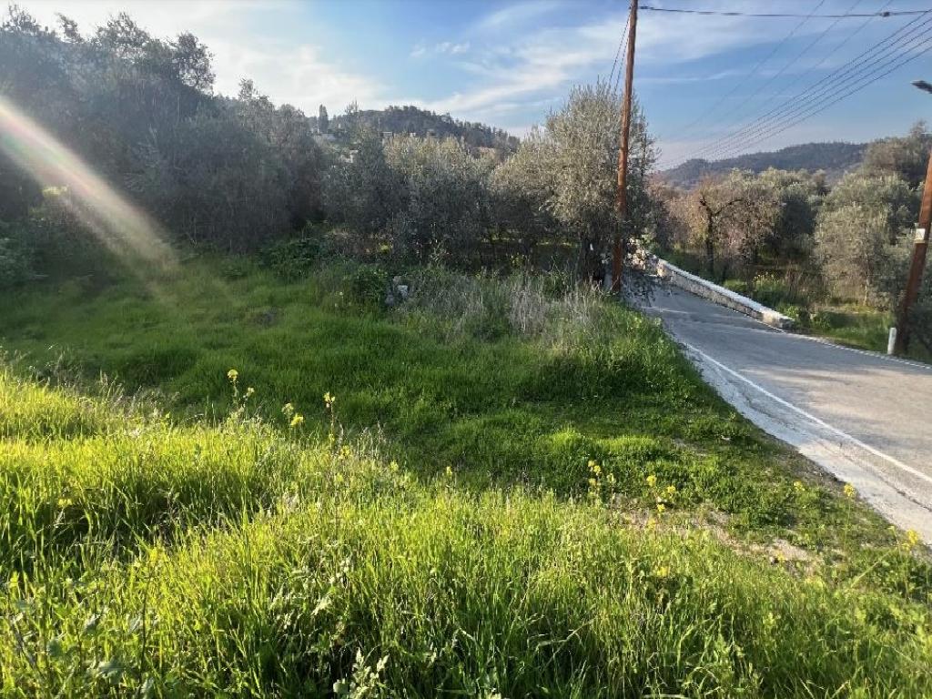 Field-Agios Theodoros (Soleas)-PR41881