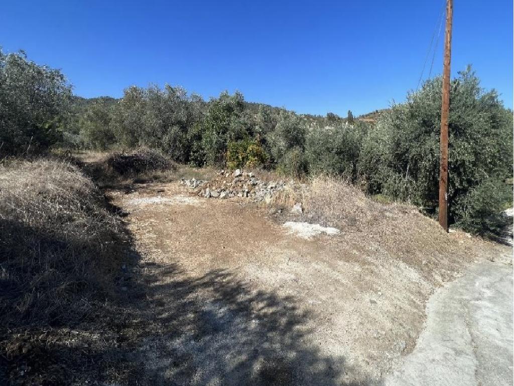 Field-Agios Theodoros (Soleas)-PR41881
