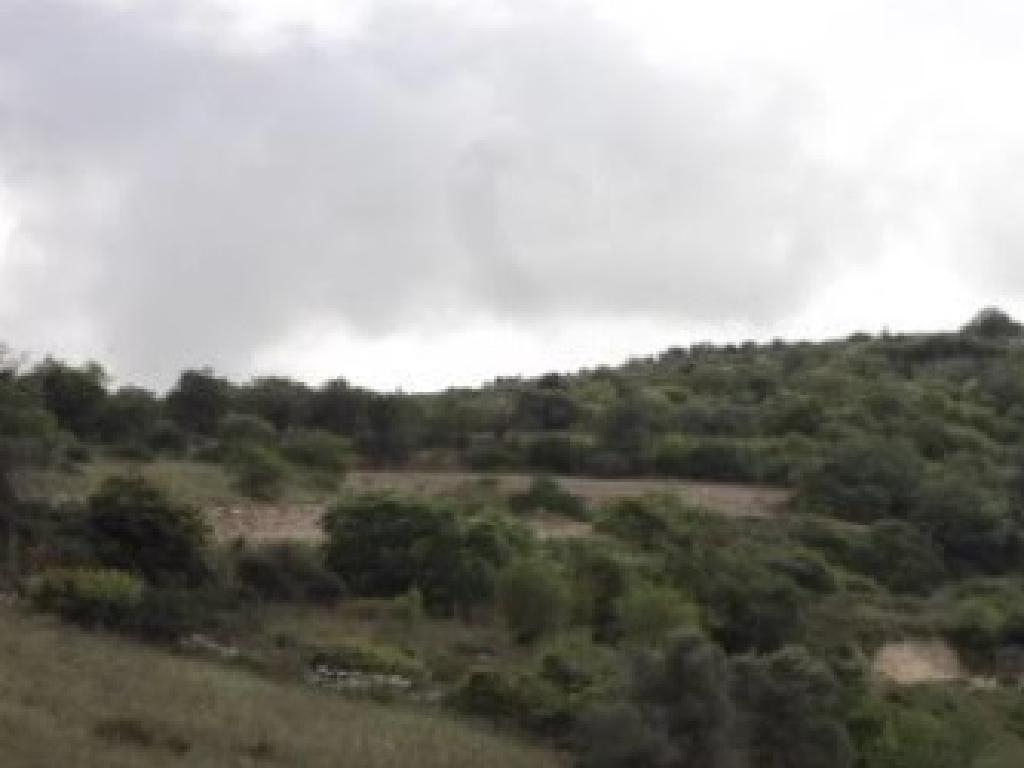Field-Ineia-PR42445
