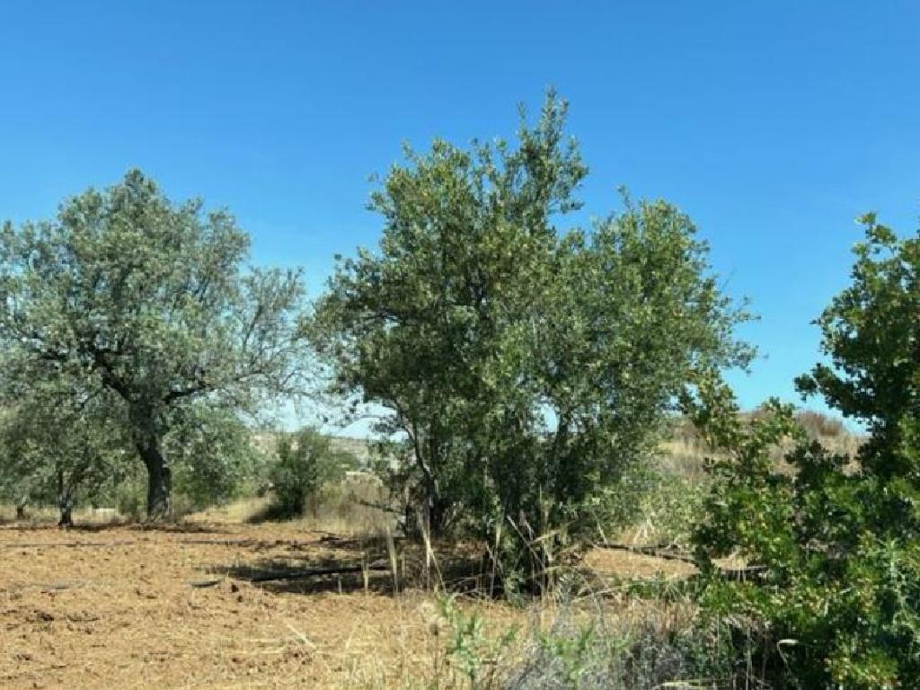 Field-Analiontas-PR38884