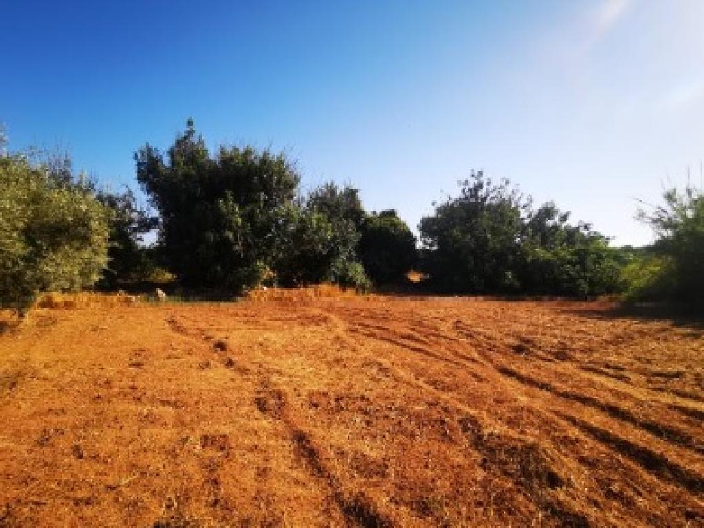 Field-Paralimni-PR39448