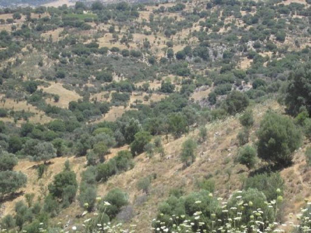 Field-Statos - Agios Fotios-PR34018