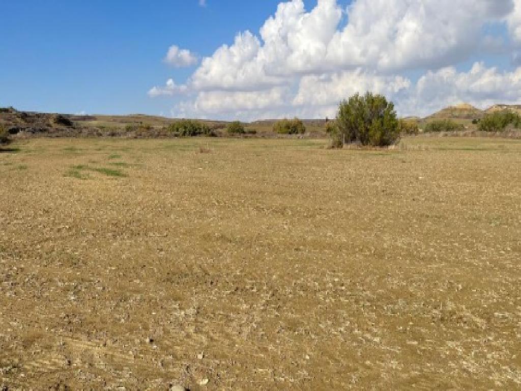 Field-Pera-PR34692