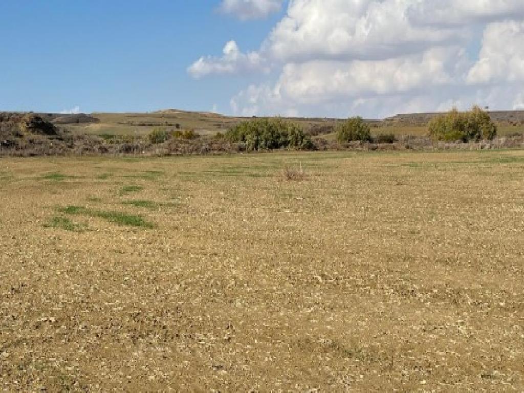 Field-Pera-PR34692