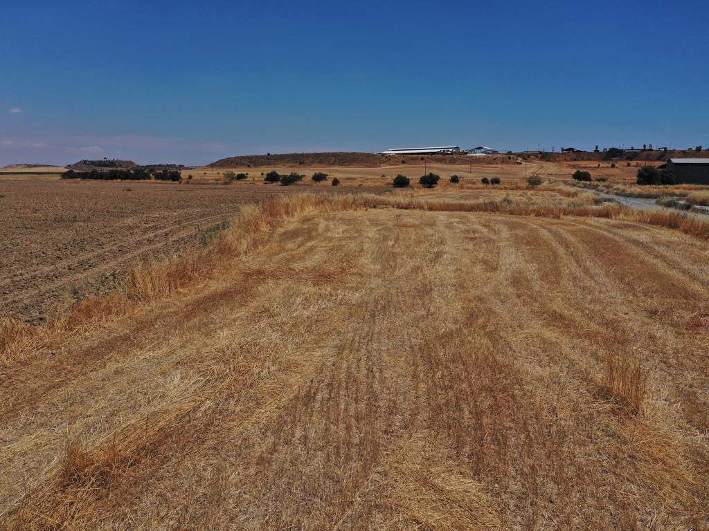 Field - Potamia, Nicosia