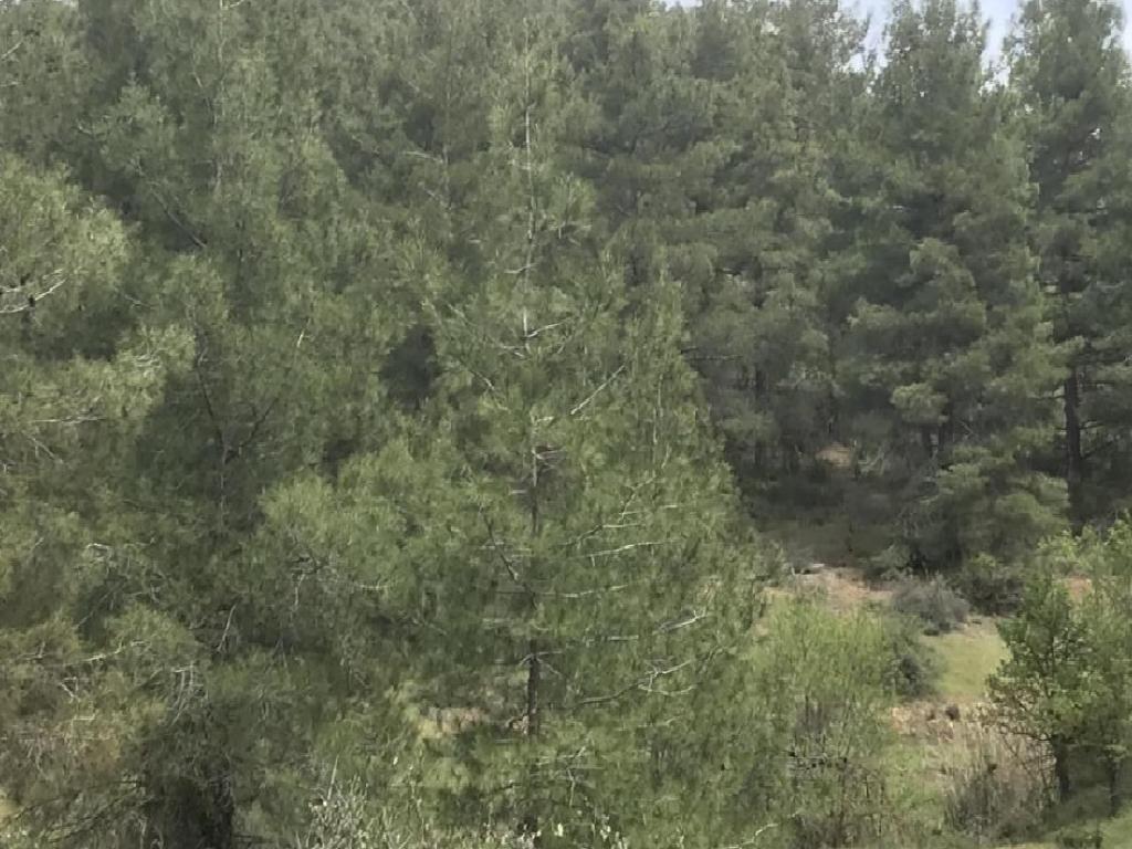 Field-Farmakas-PR37395