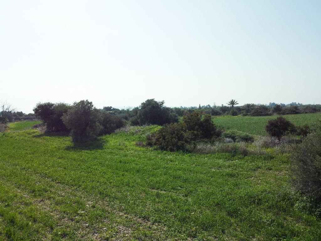 Field (Share)  - Agios Theodoros, Larnaca