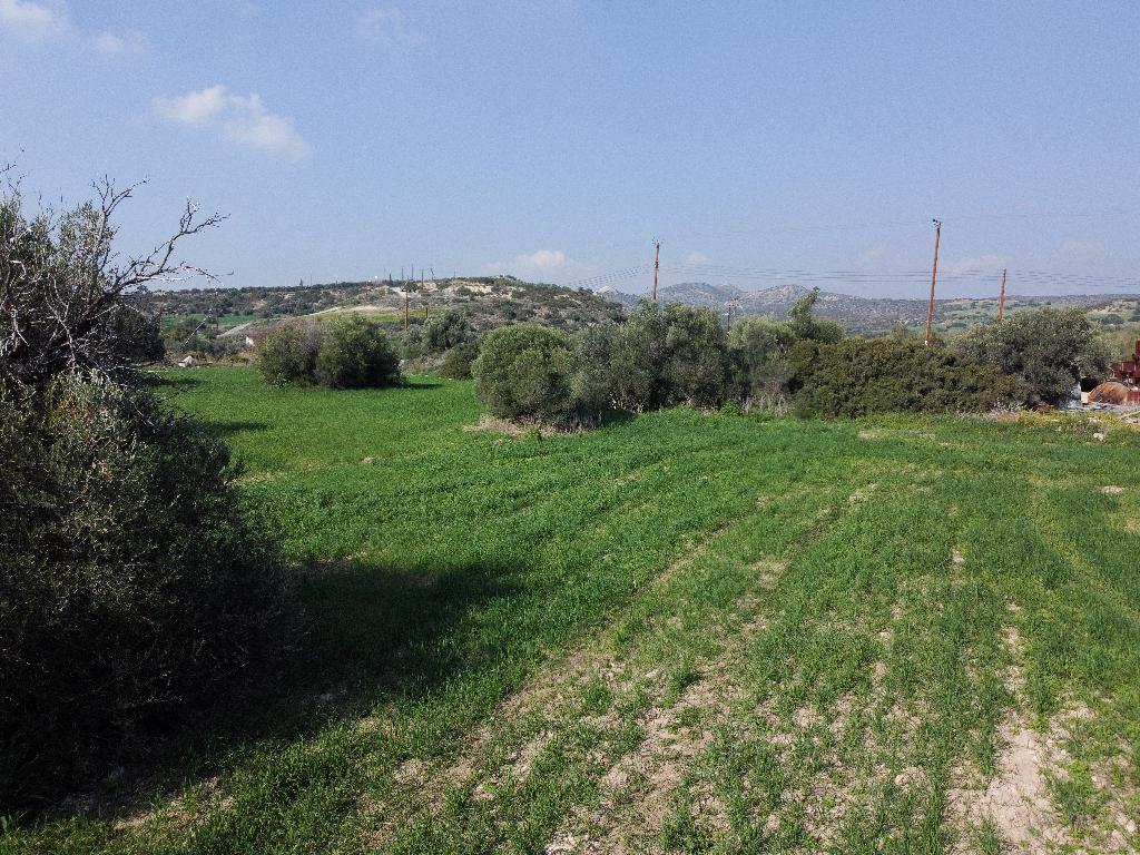 Field (Share)  - Agios Theodoros, Larnaca