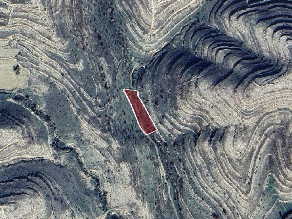 Field-Pachna-PR41376