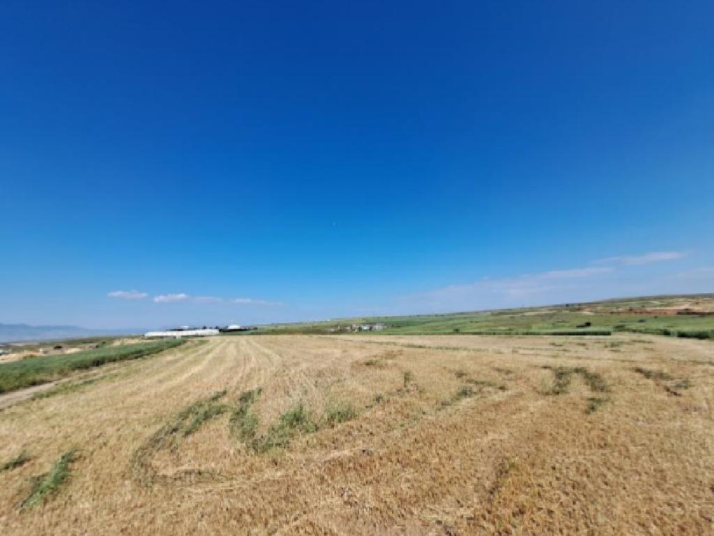 Field-Dali-PR42471