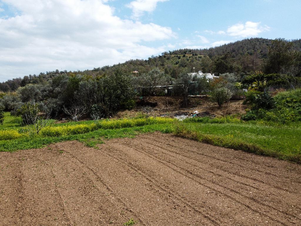 Field-Mosfiloti-PR35174