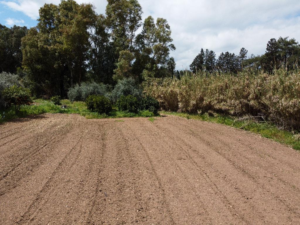 Field-Mosfiloti-PR35174