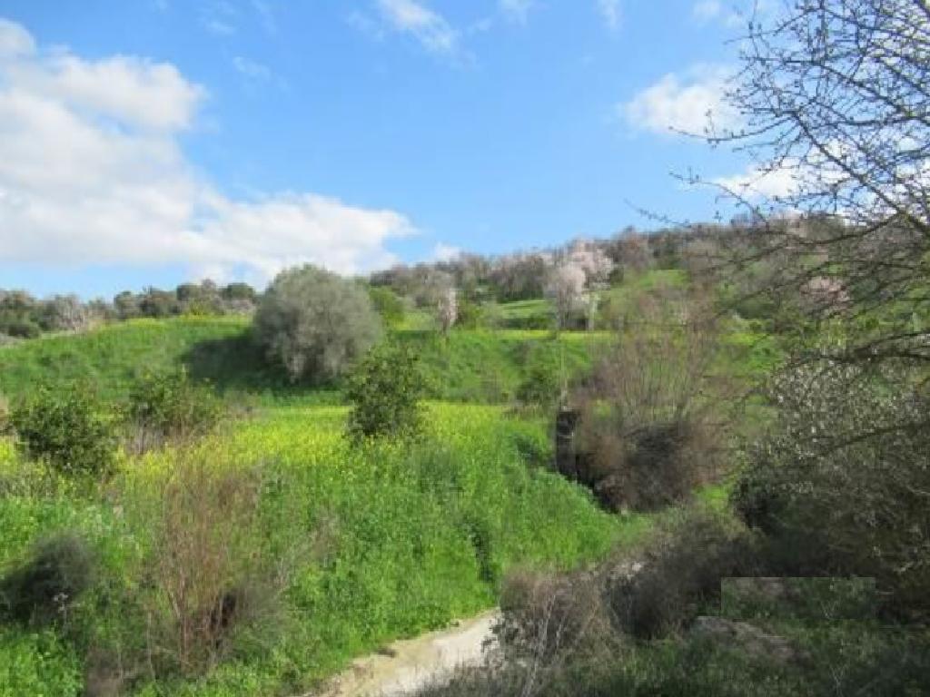 Field-Mamonia-PR36941