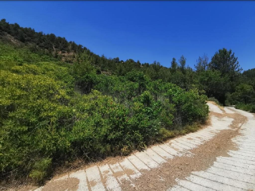 Field-Tsakistra-PR39518