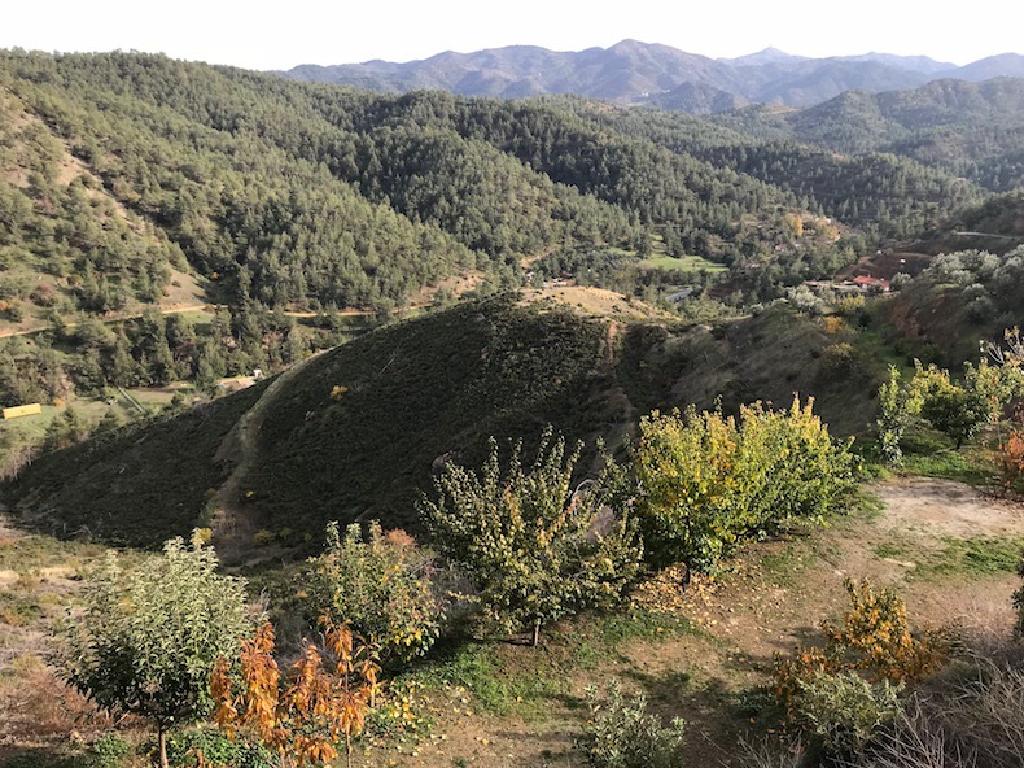 Field-Agios Epifanios (Oreinis)-PR40328