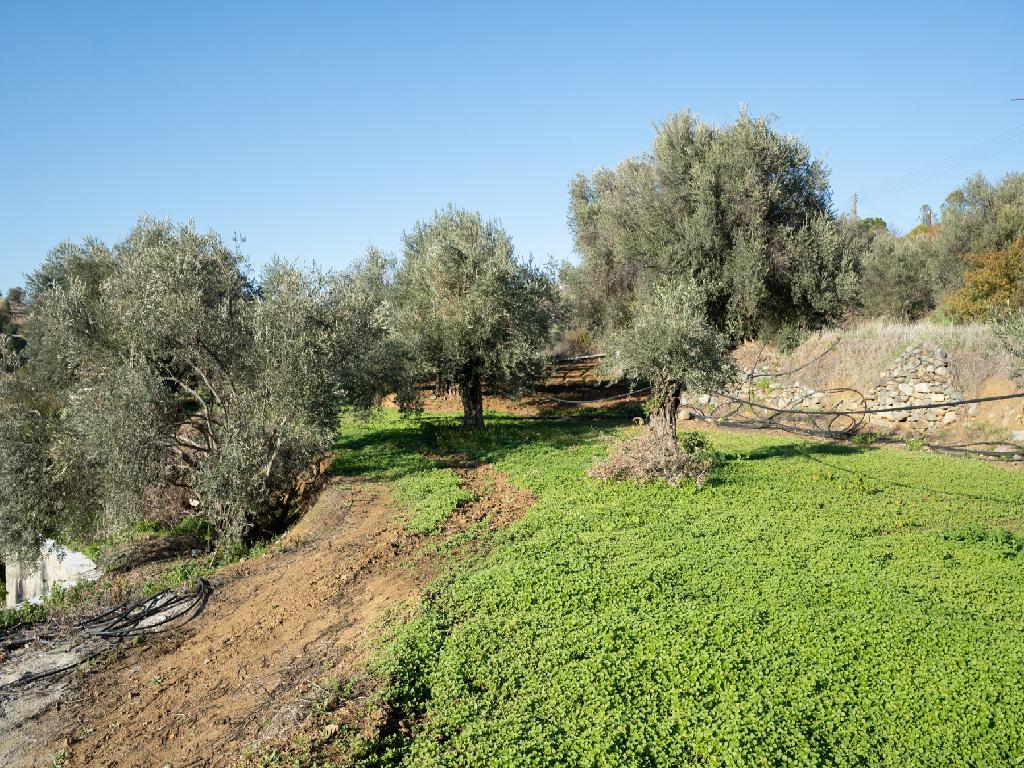 Field-Agios Theodoros (Soleas)-PR39367