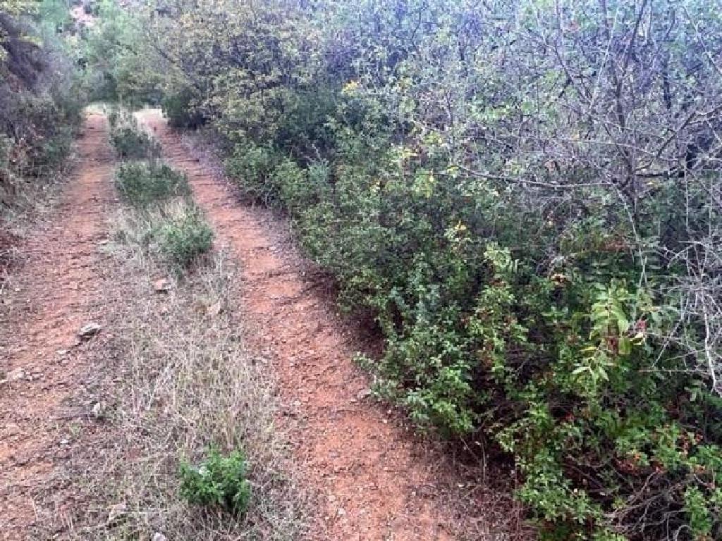 Field - Kampos, Nicosia