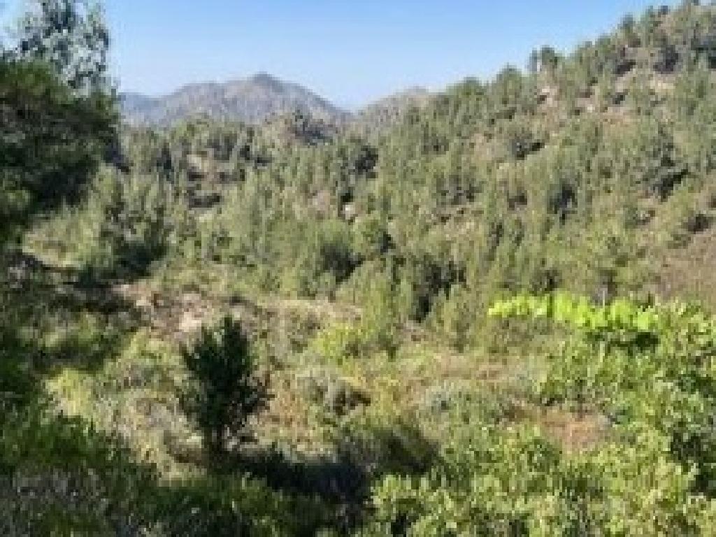 Field-Palaichori Orinis-PR42261