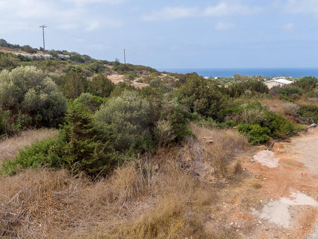 Field-Pegeia-PR43435