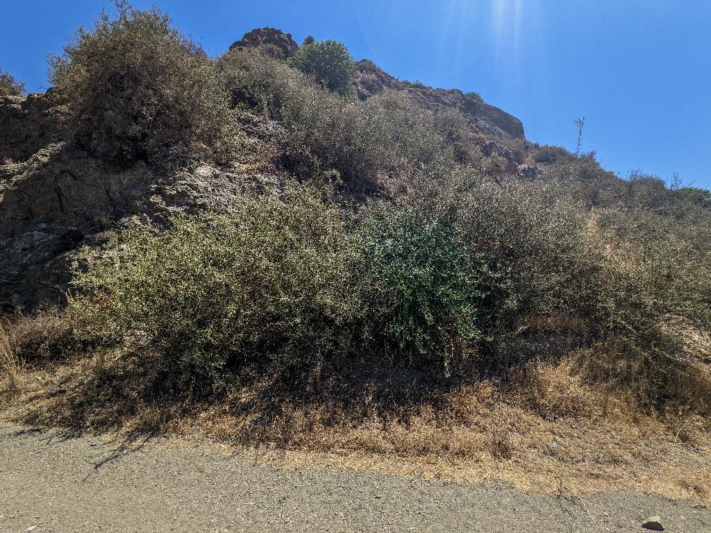 Field - Agia Varvara, Paphos
