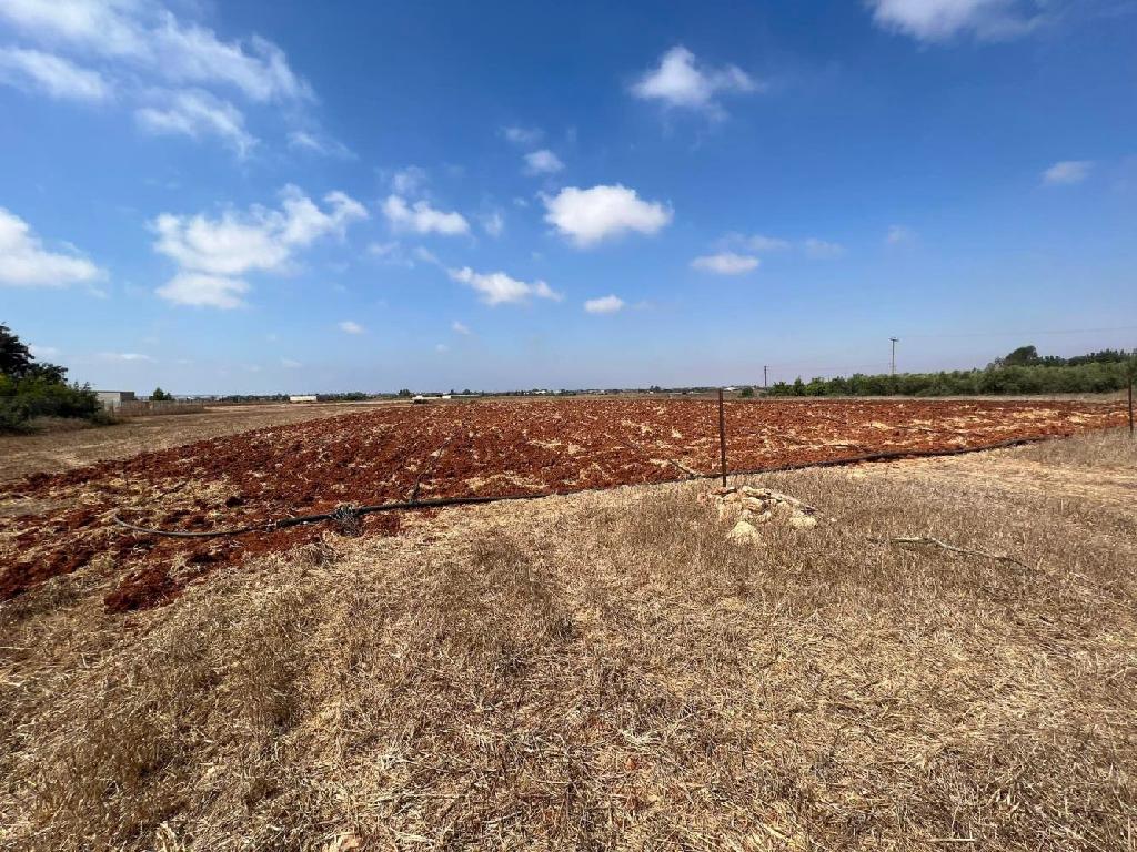 Field - Avgorou, Famagusta