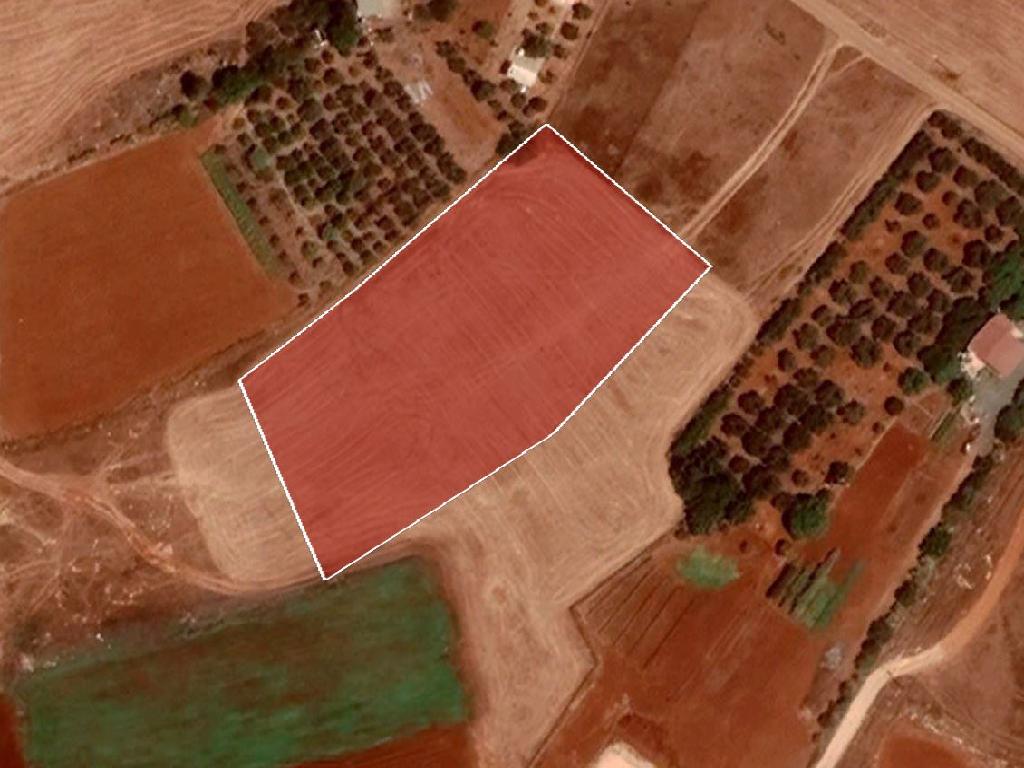 Field - Avgorou, Famagusta