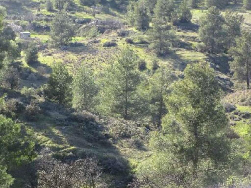 Field-Agios Epifanios (Oreinis)-PR40174