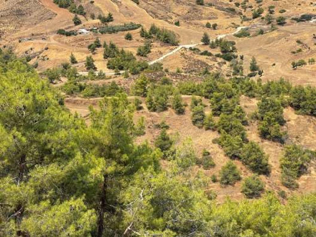 Field (Share) - Pano Pyrgos, Nicosia