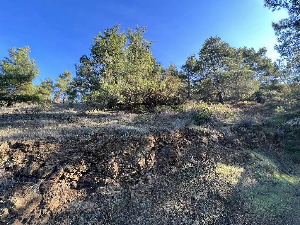 Field-Sina Oros-PR37301