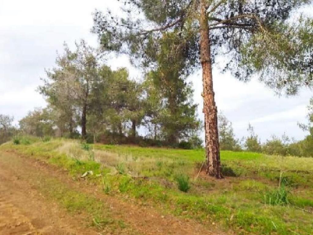 Field-Agios Epifanios (Oreinis)-PR40173