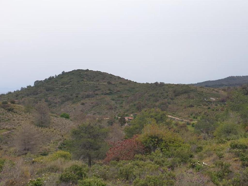 Field - Fikardou, Nicosia