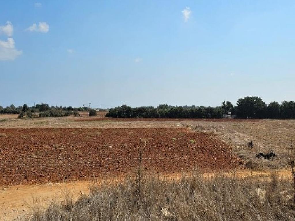 Field (Share) - Frenaros, Famagusta