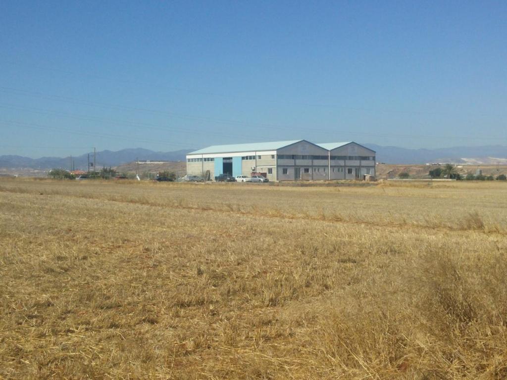 Field - Agioi Trimithias, Nicosia