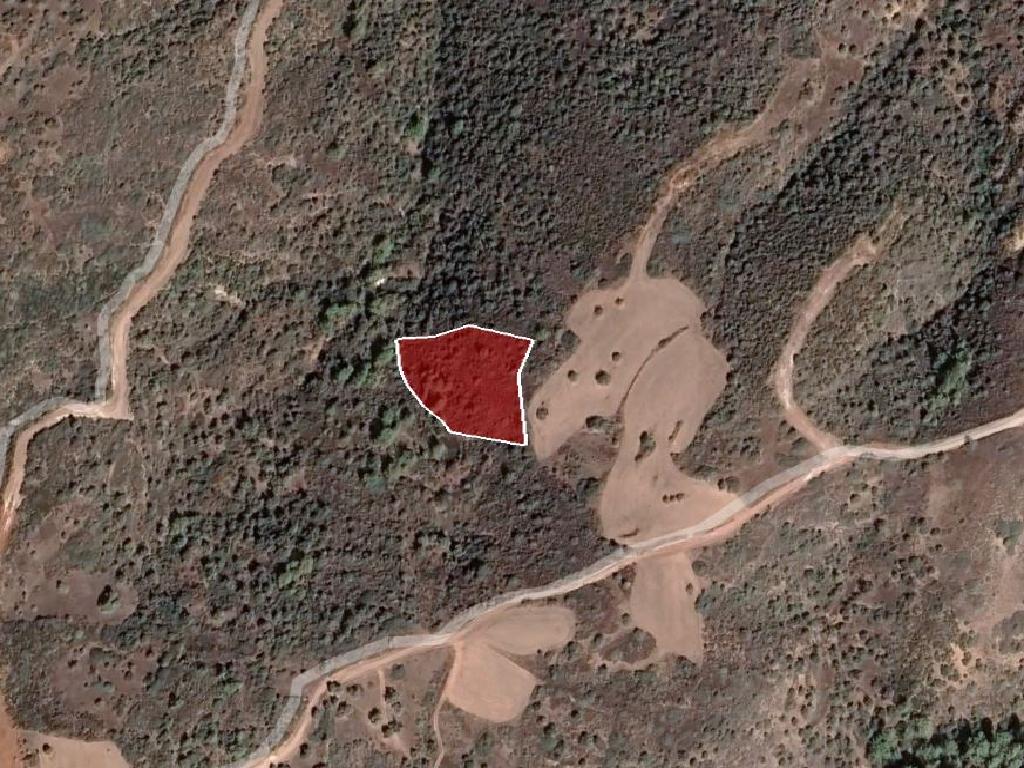 Field-New Chorio-PR35590