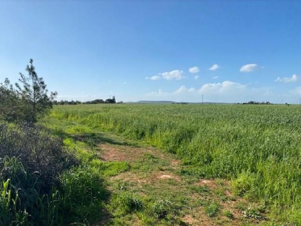 Field-Xylotimpou-PR39513